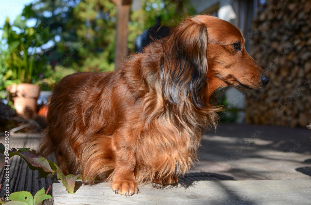 A small, sitting brown dog A small, sitting brown dog
