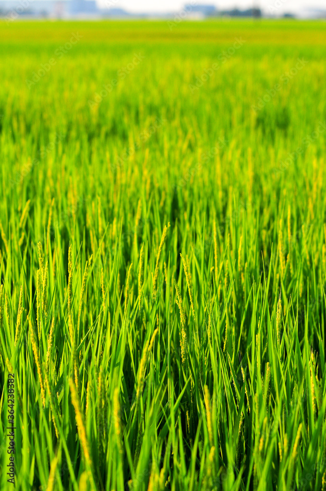稲穂のアップ A view of a rice field shining in green 稲穂のアップ A view of a rice field shining in green