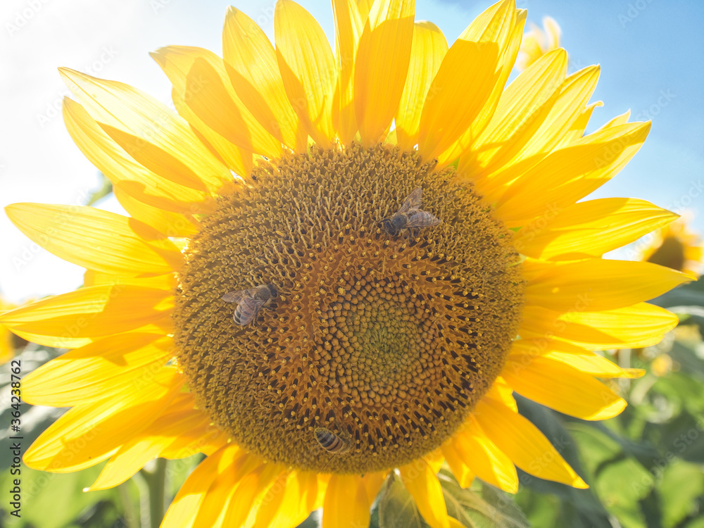 Obraz premium Bees on a sunflower plant