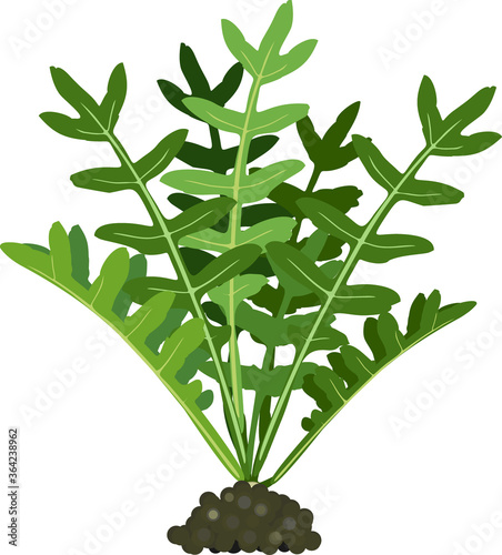 Arugula (Rucola or Rocket salad) plant with green leaves isolated on white background
