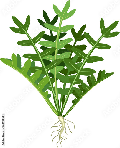 Arugula (Rucola or Rocket salad) plant with green leaves and root system isolated on white background