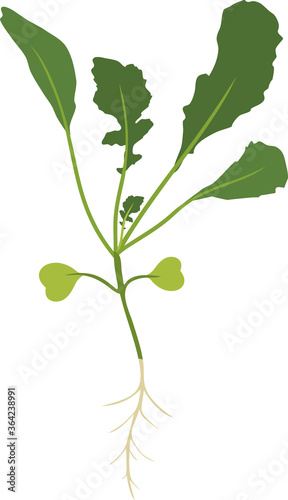 
Sprout of Arugula (Rucola or Rocket salad) plant with green leaves and root system isolated on white background