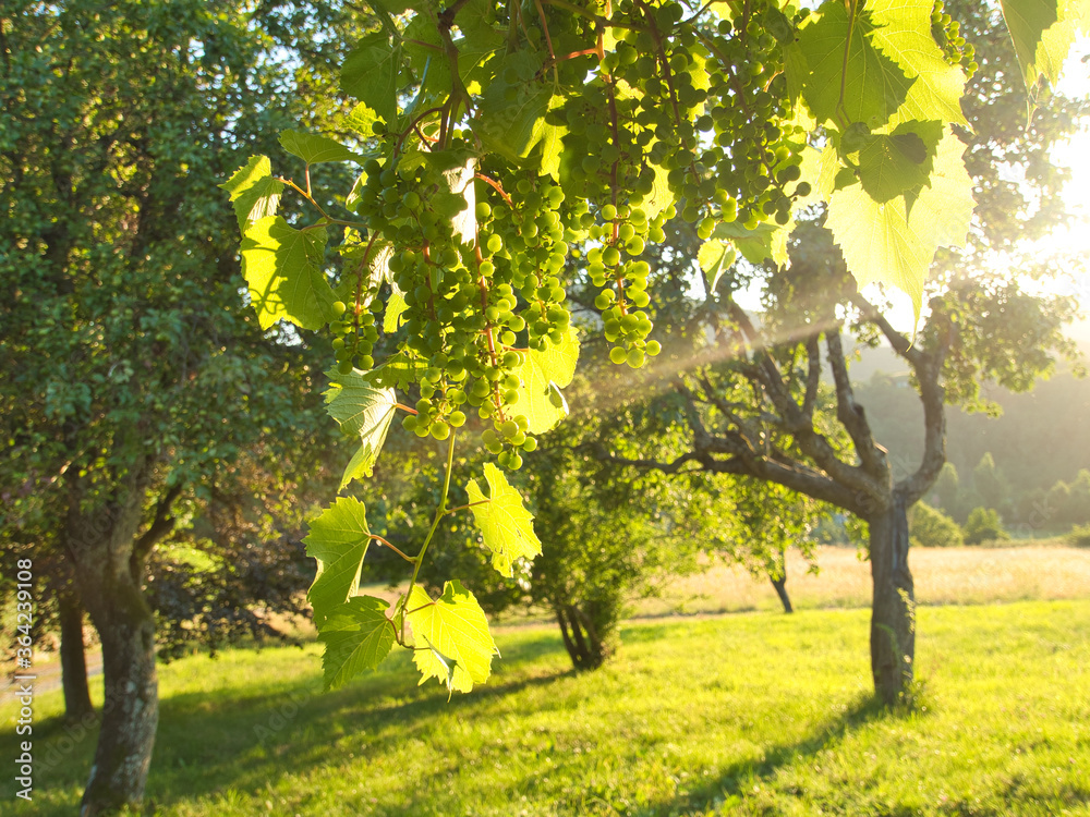 Naklejka premium Vineyard illuminated by a ray of sunshine in the evening