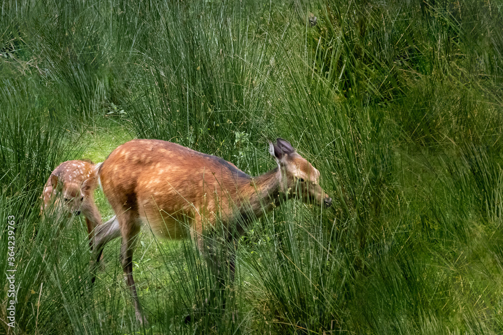 a fallow deer and her fawn a fallow deer and her fawn
