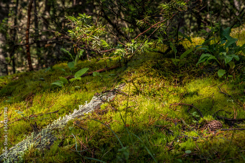 Mousse et lichens - Moss and lichens