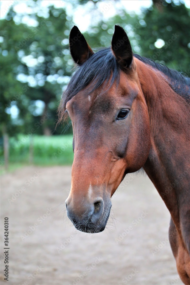 Obraz premium Head of a brown horse as a portrait