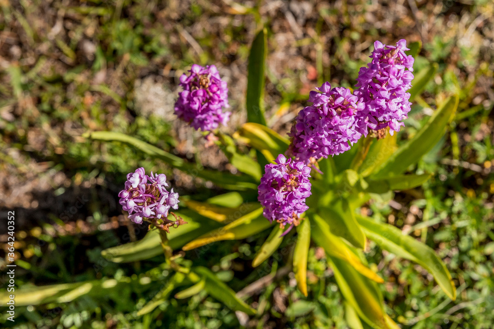 Orchis moustique - Mosquito orchid Orchis moustique - Mosquito orchid