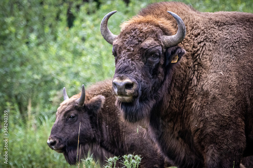 two wild bison