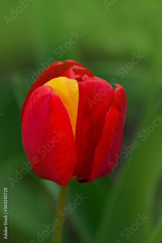 Red beautiful tulip with one yellow petal. Plant displays the rare mutation photo