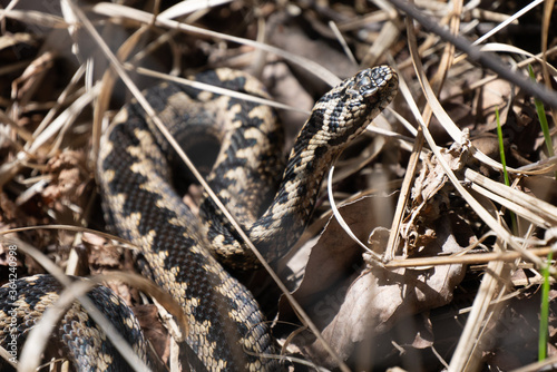 Brown european viper in the grass, black viper, european viper close up photo