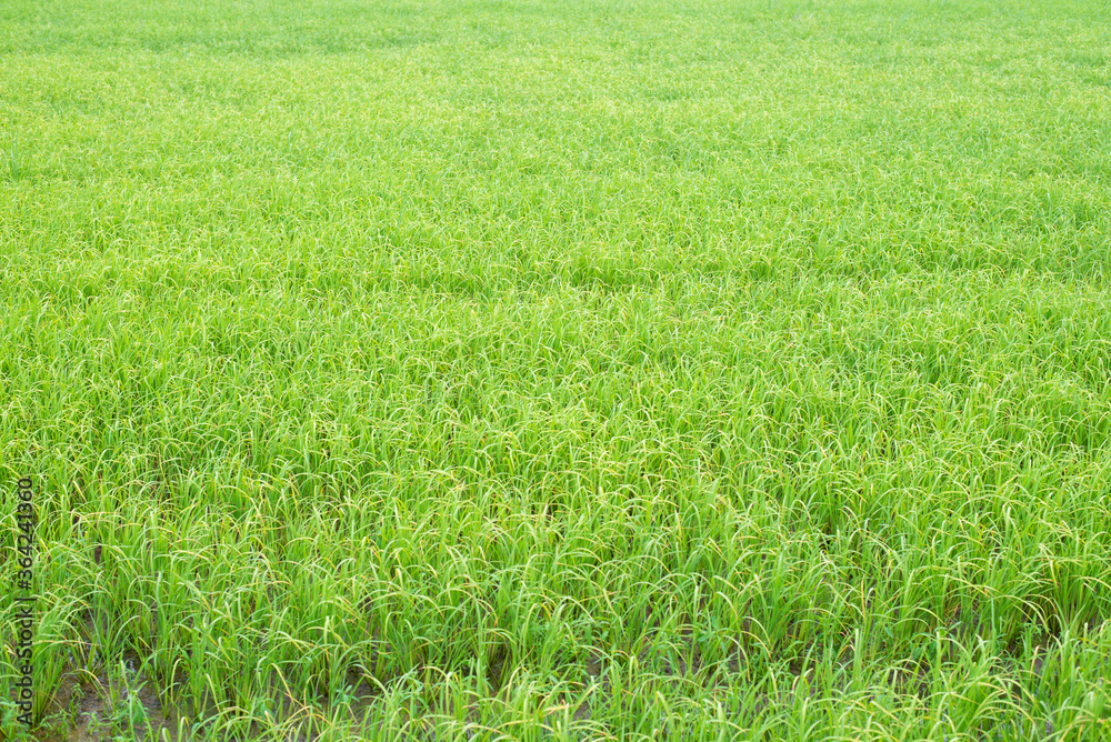Green leaves make you feel fresh. Green leaves make you feel fresh.