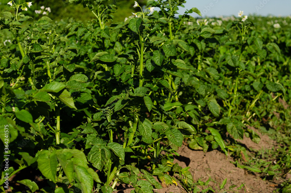 flowering potato in july, potato tubers