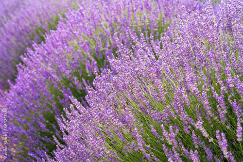 Lavender flower in the grass green shallow depth of field. Beautiful purple lavender flowers ready for harvesting.