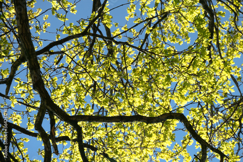 Green trees standing in the blue sky, sunlight peaking true. Green and blue collors photo