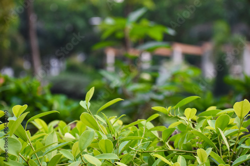 beautiful view of green leaves background © Singh_Ramana