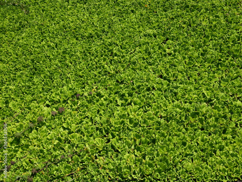 Lettuce juice is the name given to floating water plants. Lettuce juice is the name given to floating water plants.