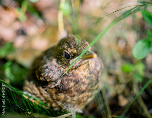 Young bird hiding in the grass. fieldfare nestling sitting on a ground waiting for his mom to come and feed him. Juvenile birdy with a serious face use natural camouflage not to be seen by predator.