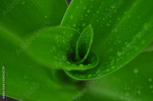 green leaf with water drops