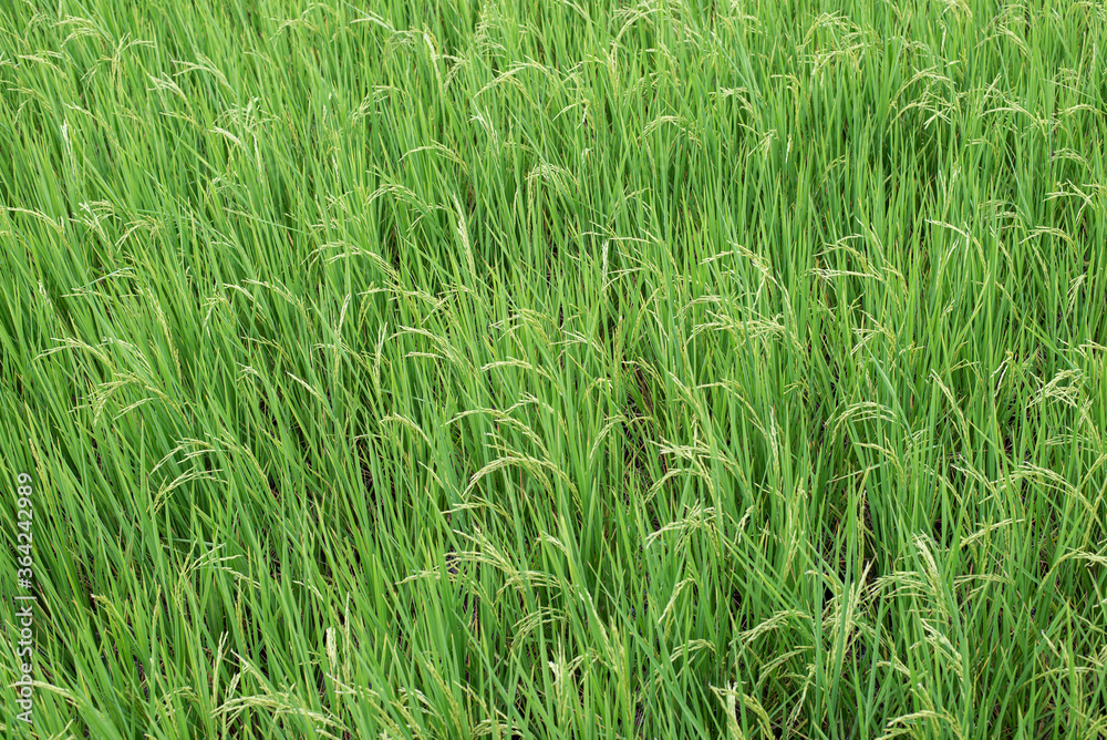 Rice fields in the morning Refreshing Rice fields in the morning Refreshing