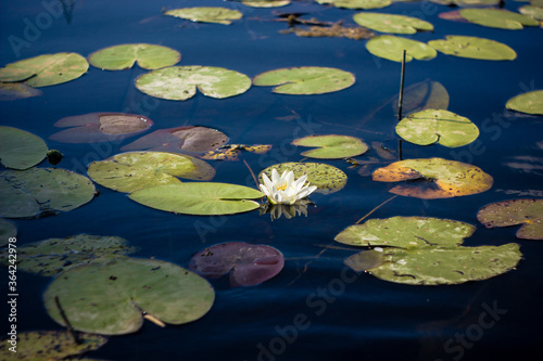 Fototapeta Naklejka Na Ścianę i Meble -  Pond with water lilies