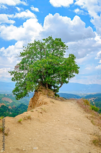 Lonely Tree on Top of the Rock 2