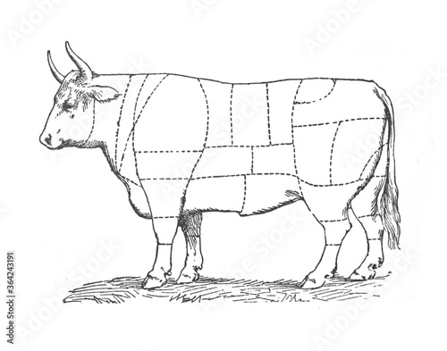 Bull with the line of cutting for the butcher / Vintage and Antique illustration from Petit Larousse 1914 