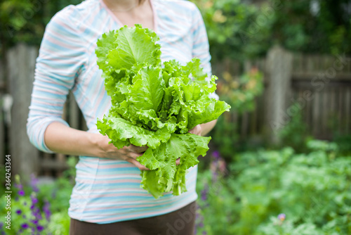 Female person holding a large bouquet of freshly picked green lettuce. Green salad leaves lettuce in hands of woman with blurred garden background. Vegan, vegetarian food. Pesticide free vegetables