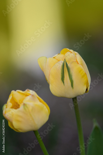 Double fringed yellow tulip Beauty of Apeldoorn photo