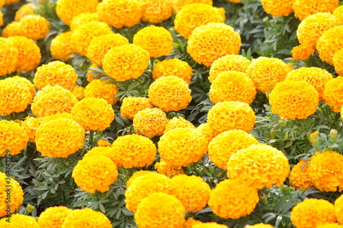 yellow chrysanthemum flowers in the garden ,alain uae .