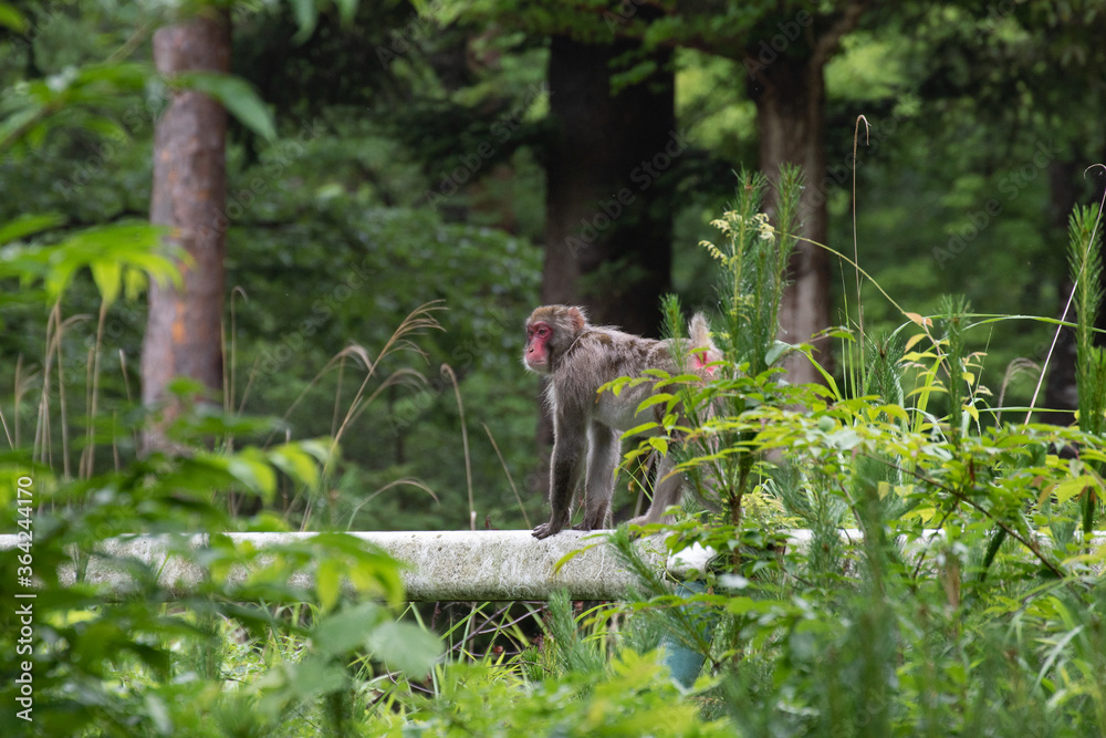 Obraz premium 野生の猿