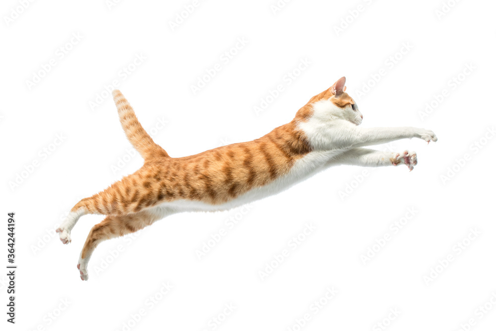 orange cat jump on white background. Stock 写真 Adobe Stock