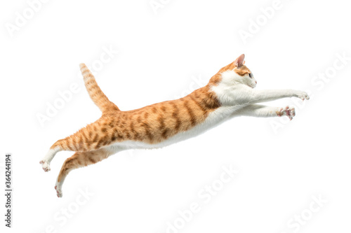 orange cat jump on white background.