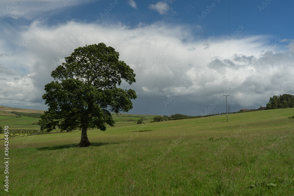 A summer pasture in rural Northumberland, UK A summer pasture in rural Northumberland, UK