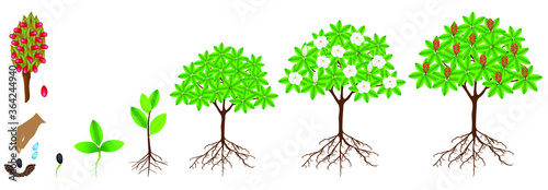 Cycle of growth of a magnolia Grandiflora plant on a white background.