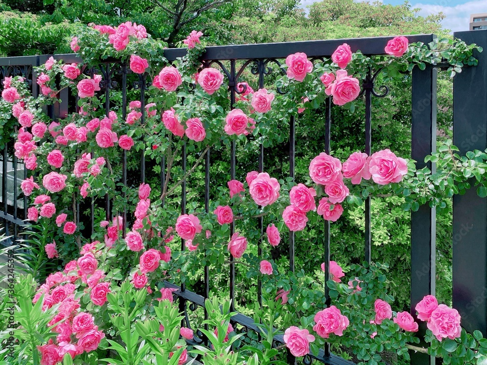 Fototapeta premium ローズガーデン