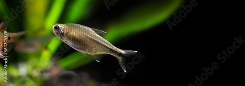 Macro view aquarium fish Silver Tipped Tetra. Macro view orange gold color fish pattern, soft focus, green and black background. copy space photo