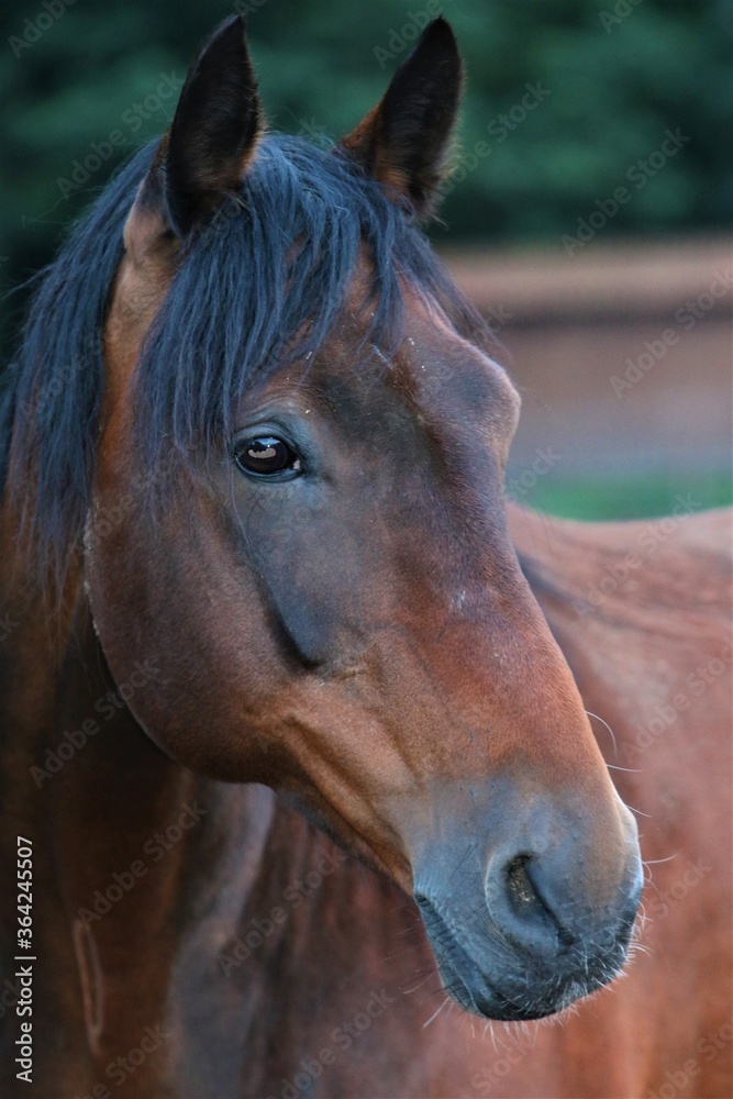 Naklejka premium Head of a brown horse as a portrait