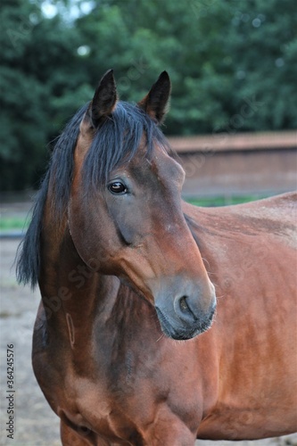 Head of a brown horse as a portrait © Luise123
