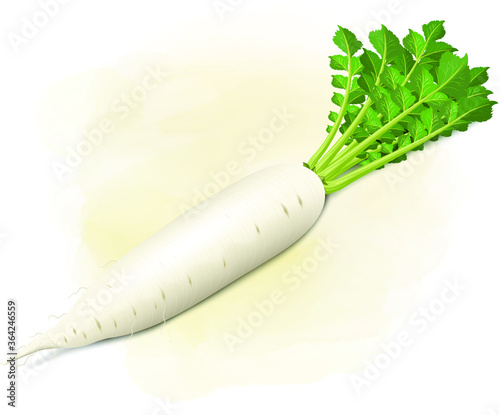 daikon radish vector illustration on light brown background