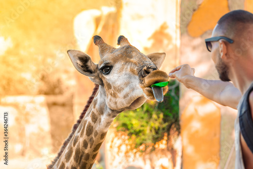 Man feeding a giraffe with a green tree leaves in national park. Summer holidays © Creative Cat Studio