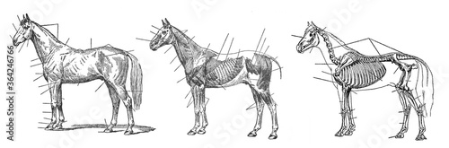 Horse anatomy or skeleton / Vintage and Antique illustration from Petit Larousse 1914	 photo