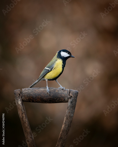 Colourful vibrant Great Tit bird Parus Major on garden spade handle in Spring sunshine in garden