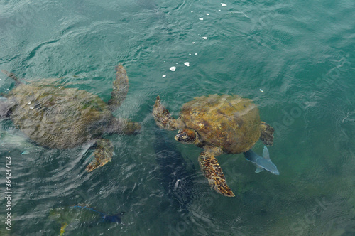 sea turtle swimming © Anton