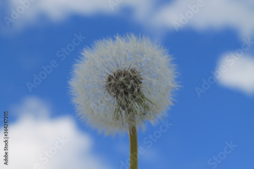 dandelion on blue sky