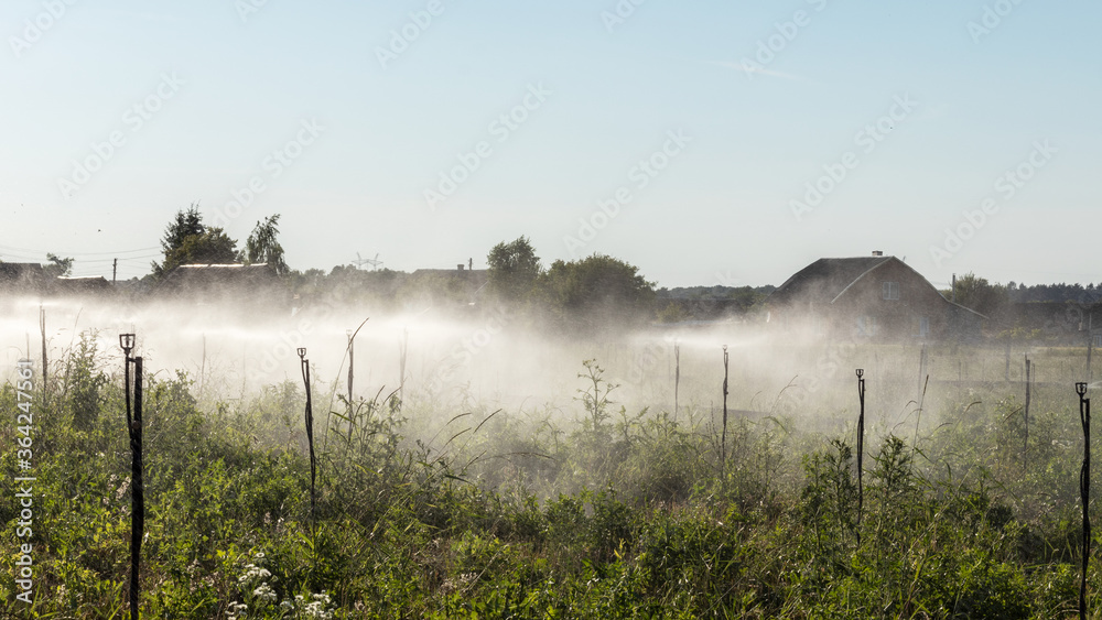 Fototapeta premium Natural snail farm. Process of watering the area.