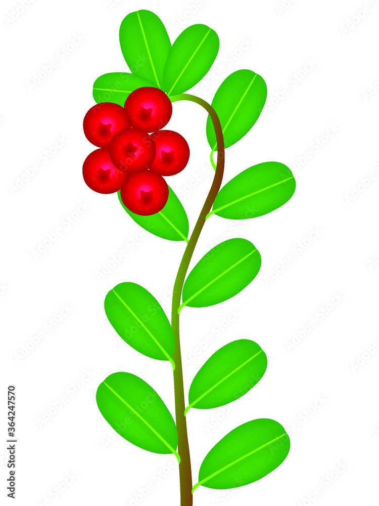 A branch with berries and leaves of lingonberry. A branch with berries and leaves of lingonberry.