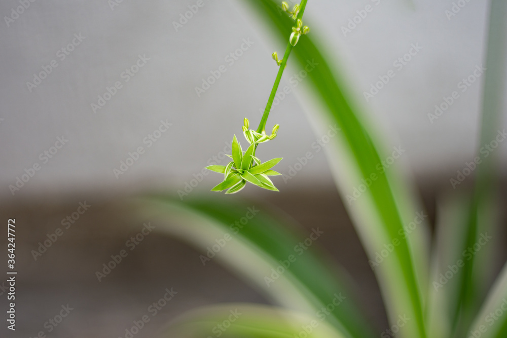 New small baby spider plant emerged from the big green mother plant New small baby spider plant emerged from the big green mother plant