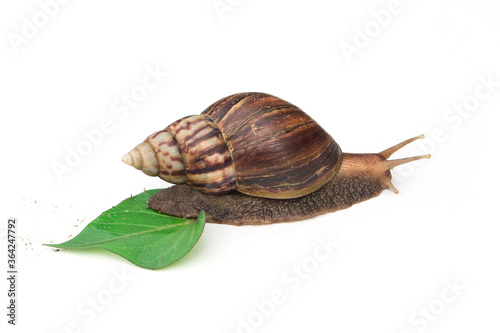 Snail isolated on a white background.