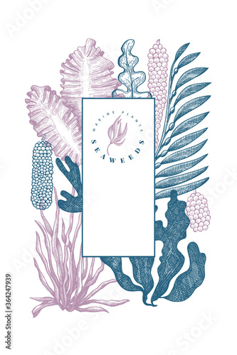 Seaweed design template. Hand drawn vector seaweeds illustration. Engraved style sea food banner. Vintage sea plants background