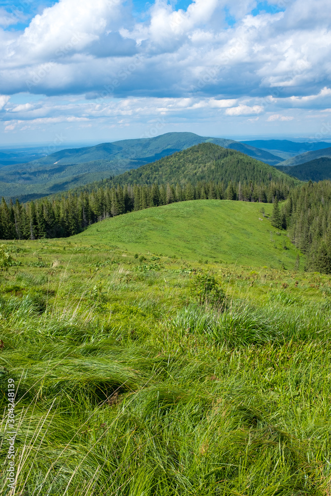 Summer landscape. Mountain view and green forest